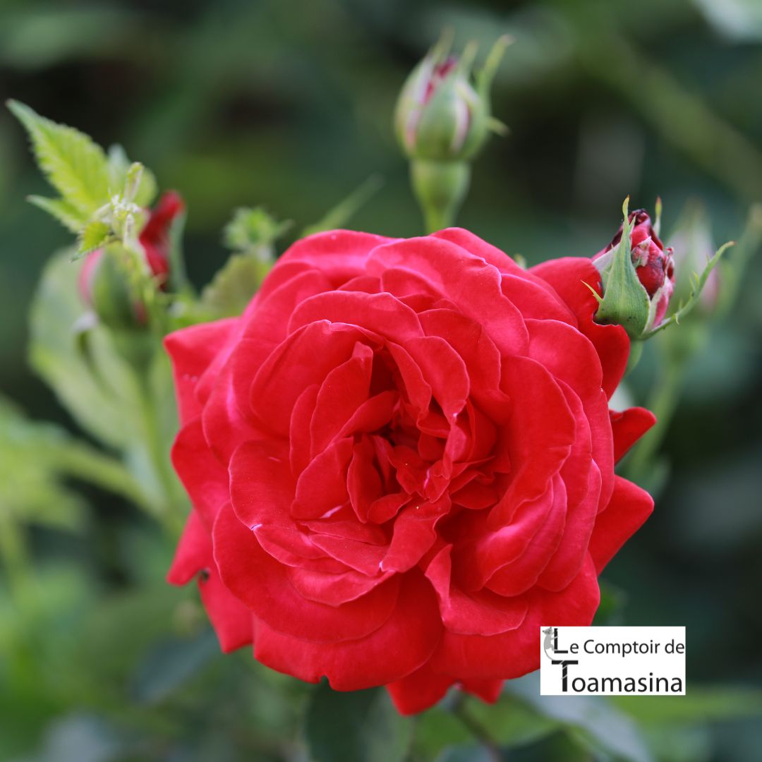 Arôme à patisserie - Rose alimentaire